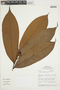 Fusaea longifolia image