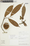 Fusaea longifolia image