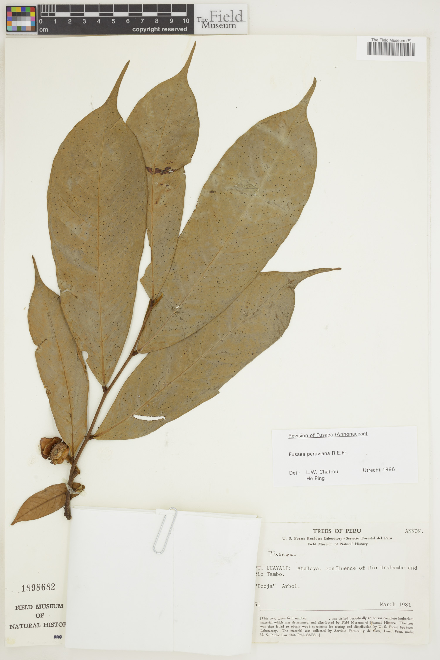 Fusaea peruviana image