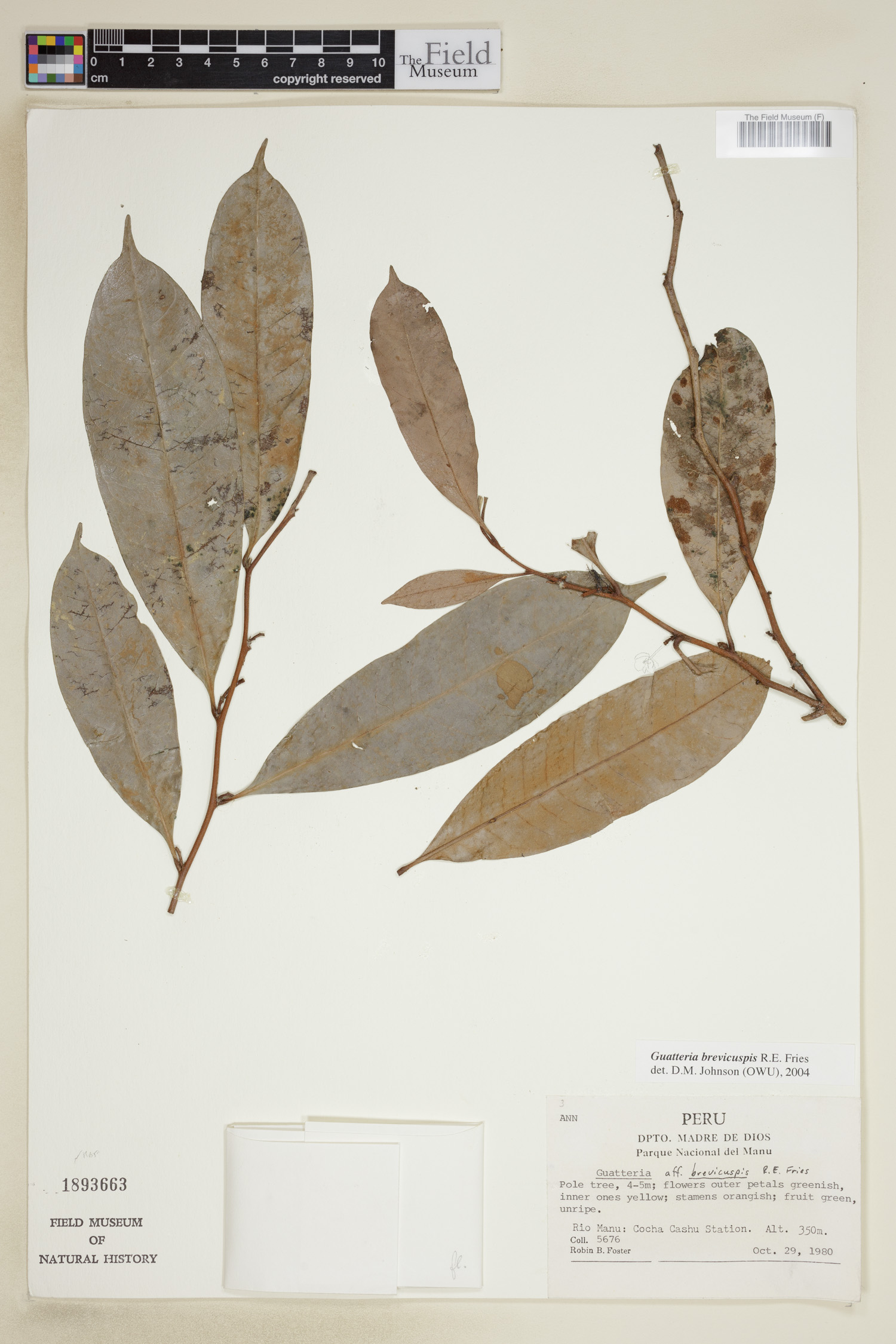 Guatteria brevicuspis image