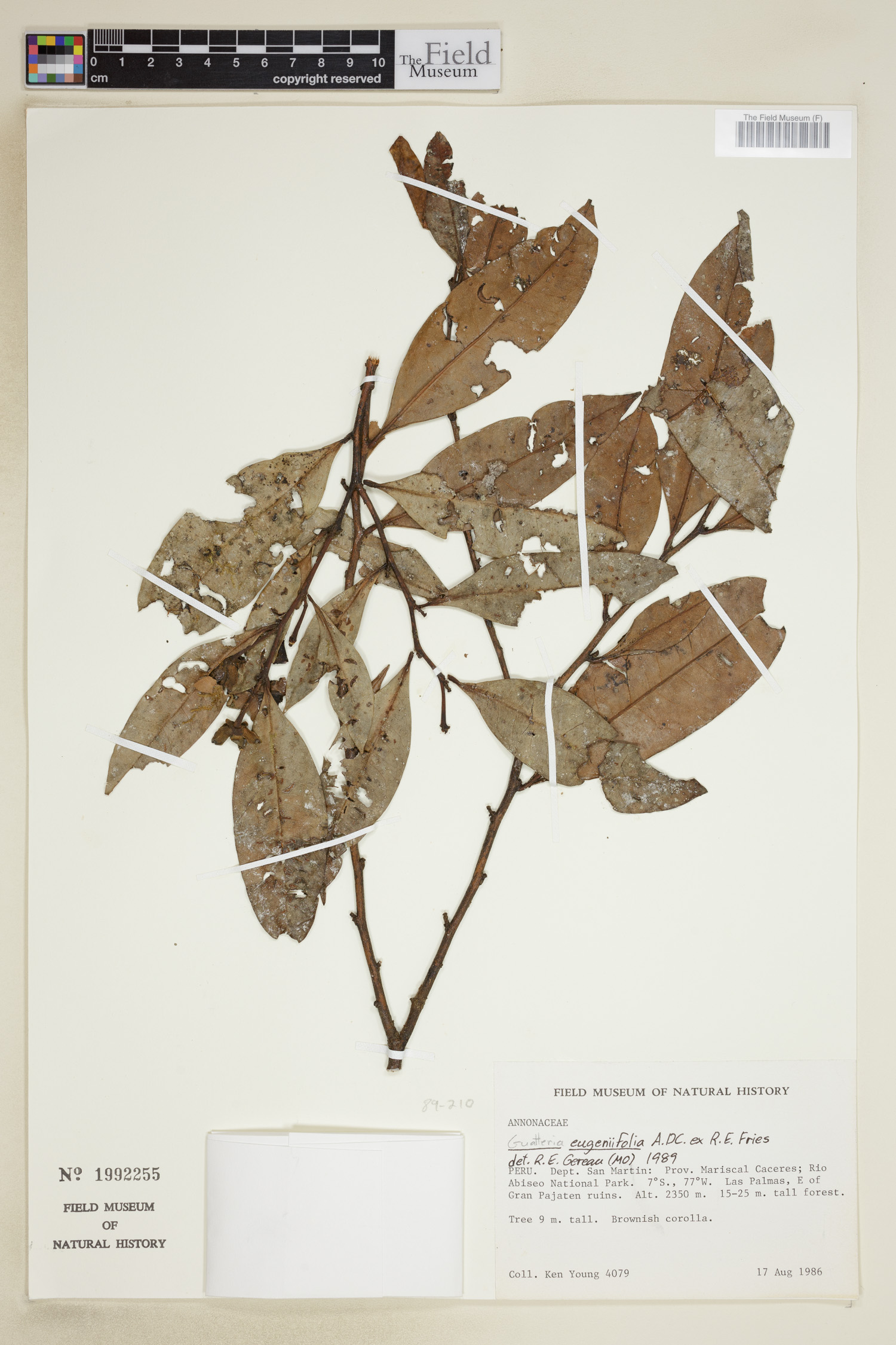 Guatteria eugeniifolia image