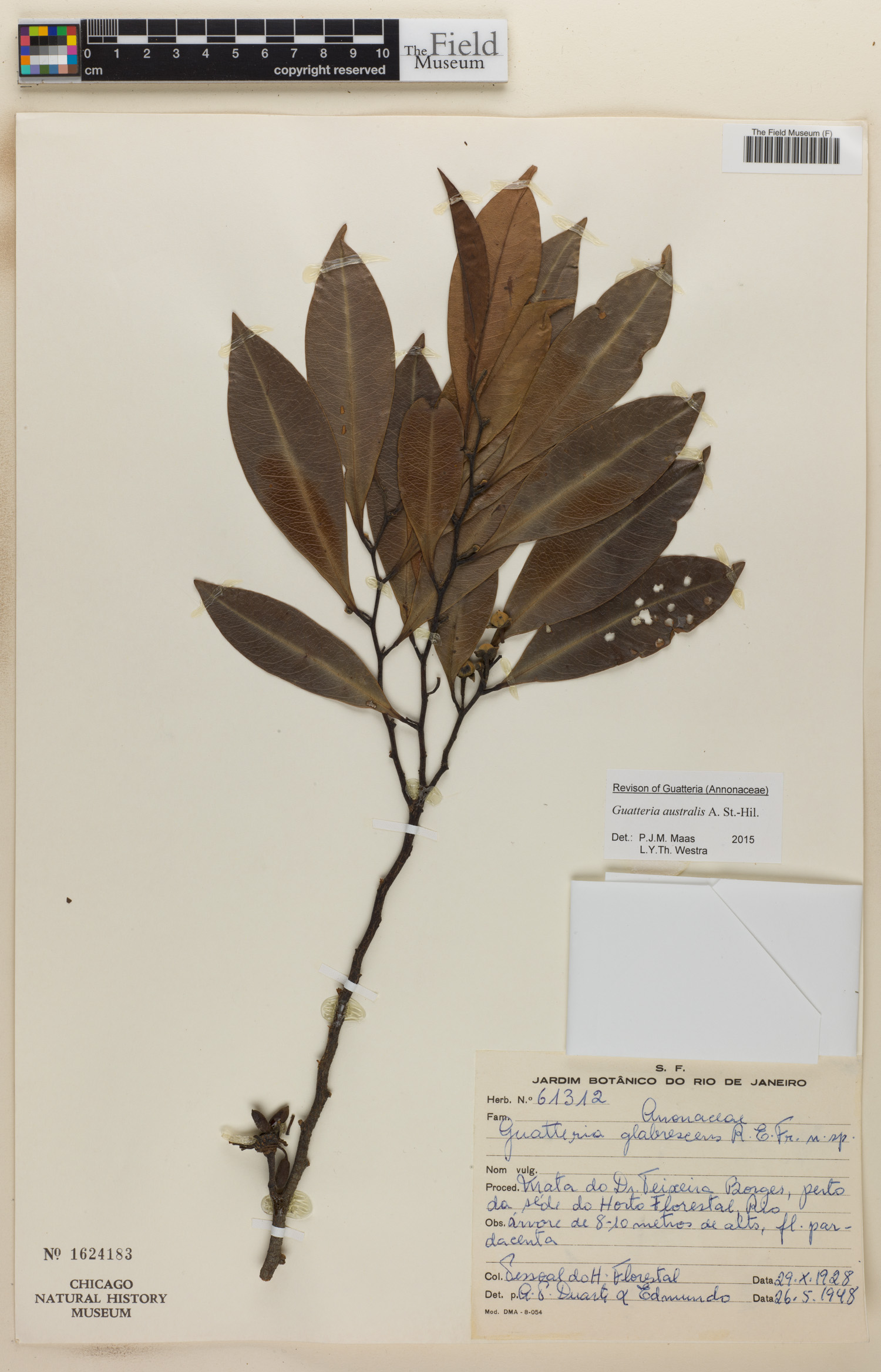 Guatteria australis image
