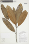 Guatteria megalophylla image