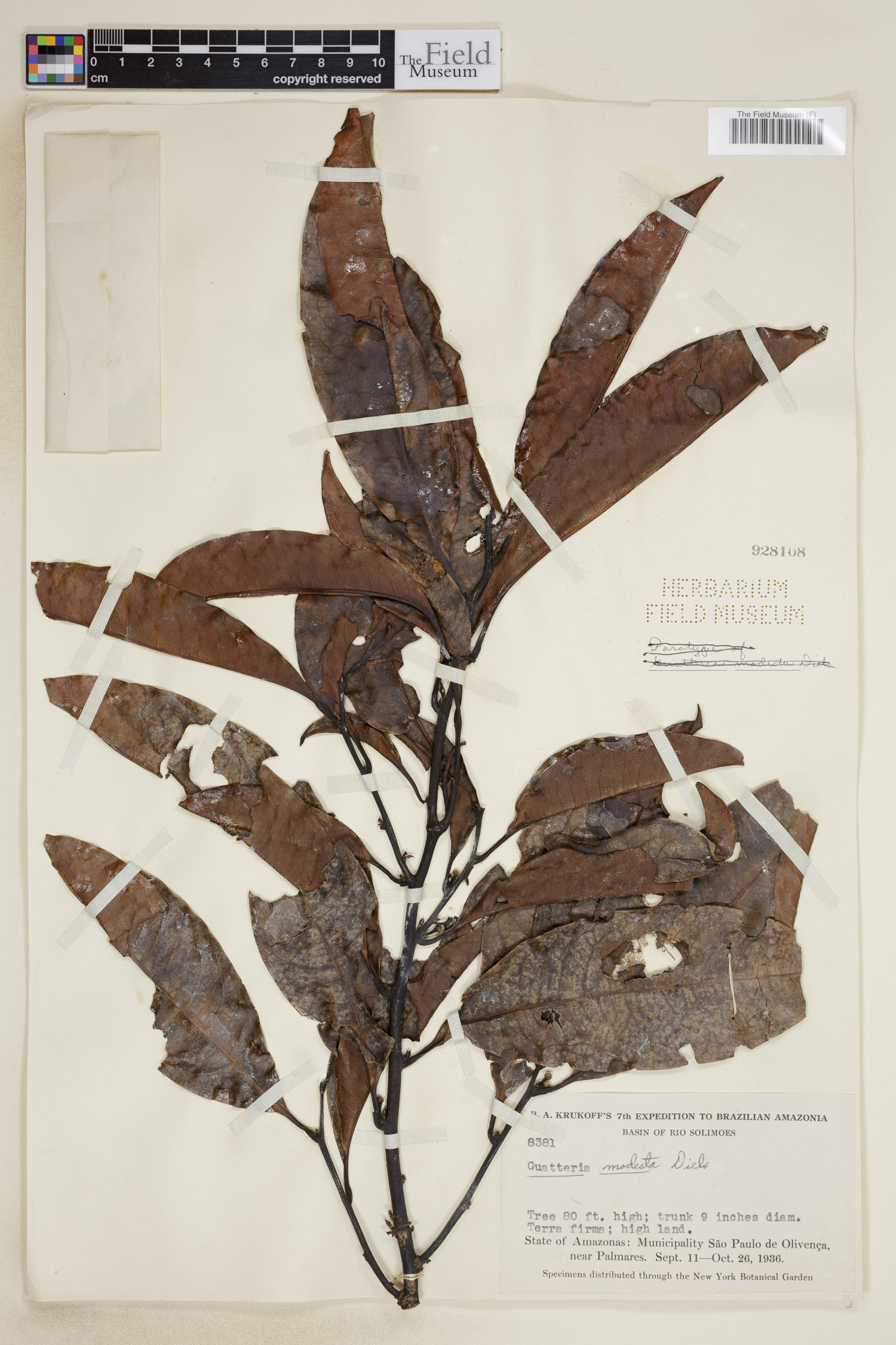 Guatteria modesta image