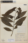 Guatteria latifolia image