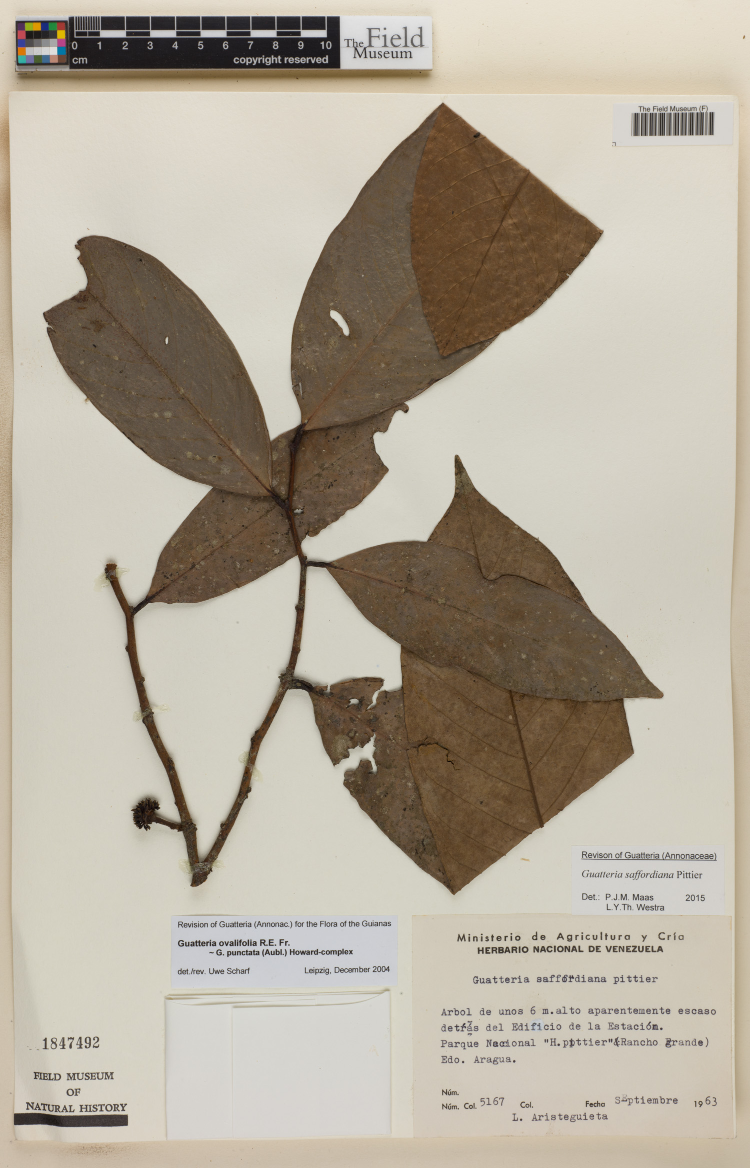 Guatteria saffordiana image