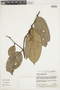 Guatteria scandens image