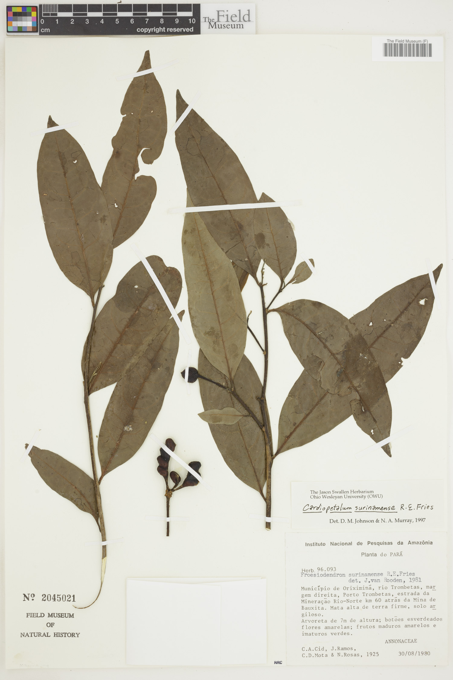 Cardiopetalum surinamense image