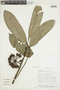 Cremastosperma leiophyllum image