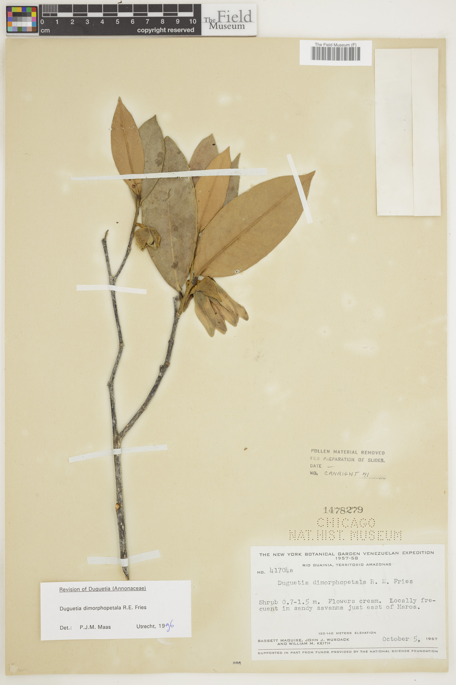 Duguetia dimorphopetala image