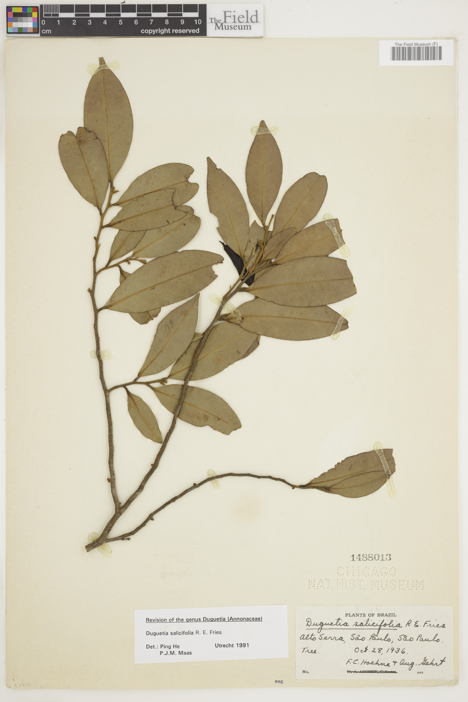Duguetia salicifolia image