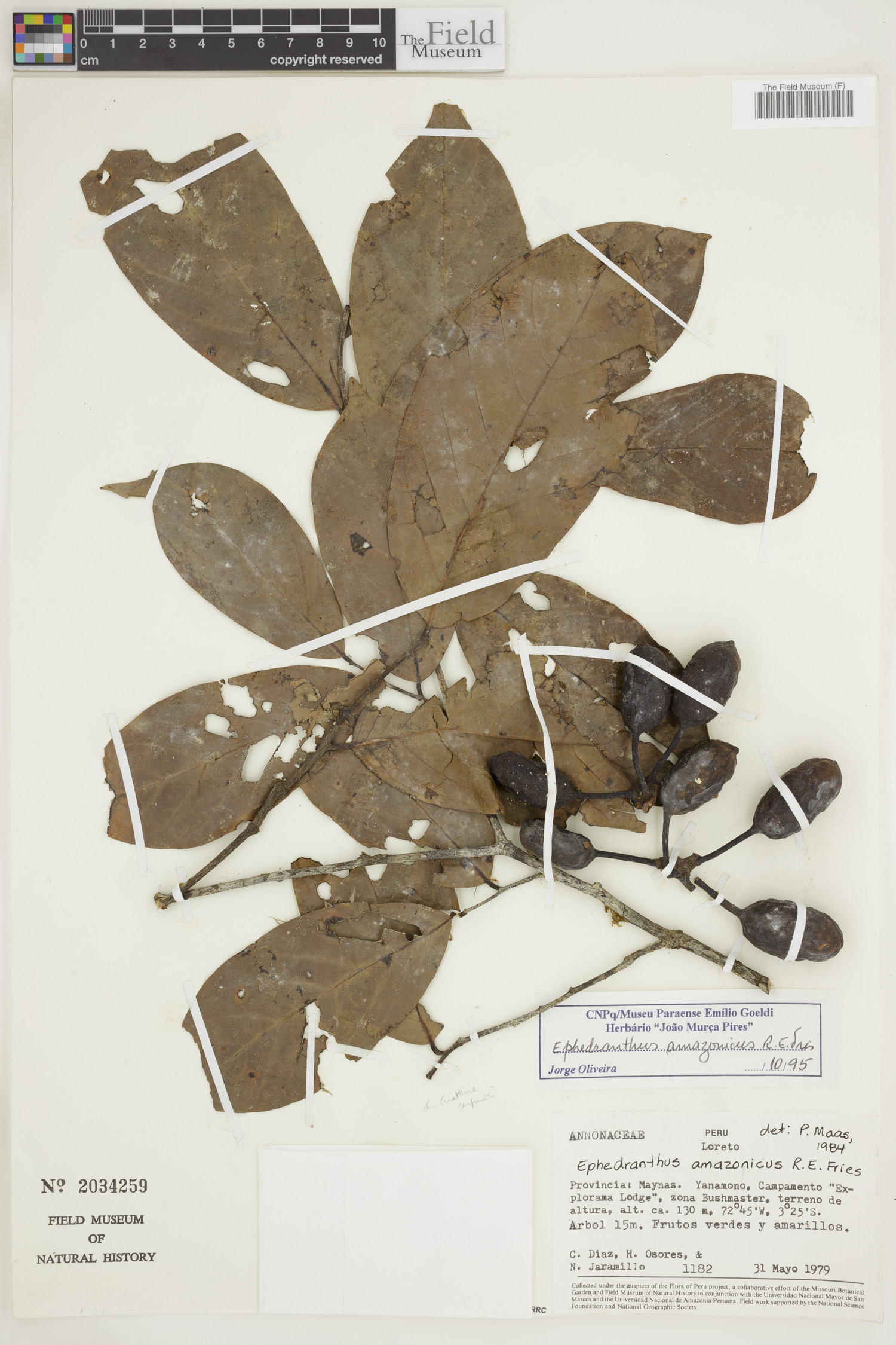 Ephedranthus amazonicus image