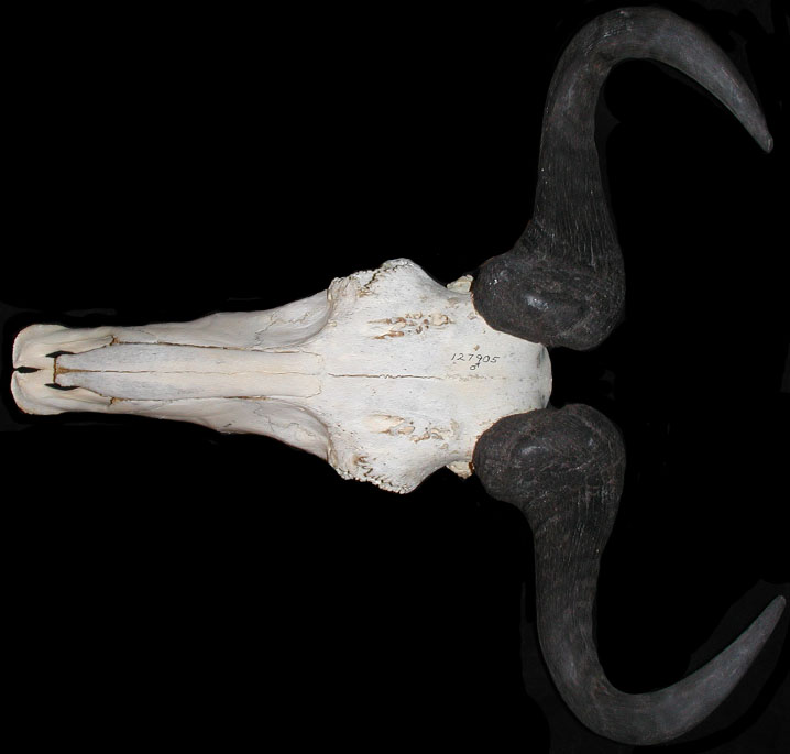 Connochaetes taurinus mearnsi thumbnail