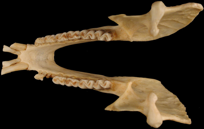 Procavia capensis image