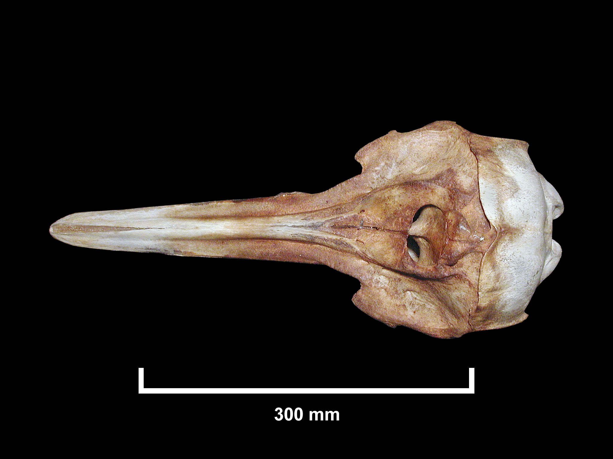 Delphinus capensis image
