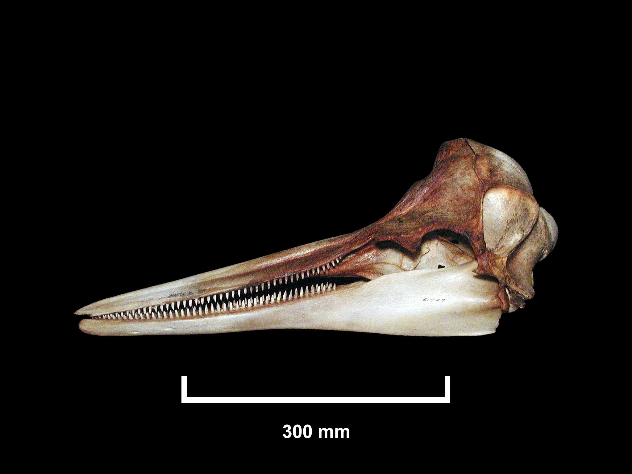 Delphinus capensis image