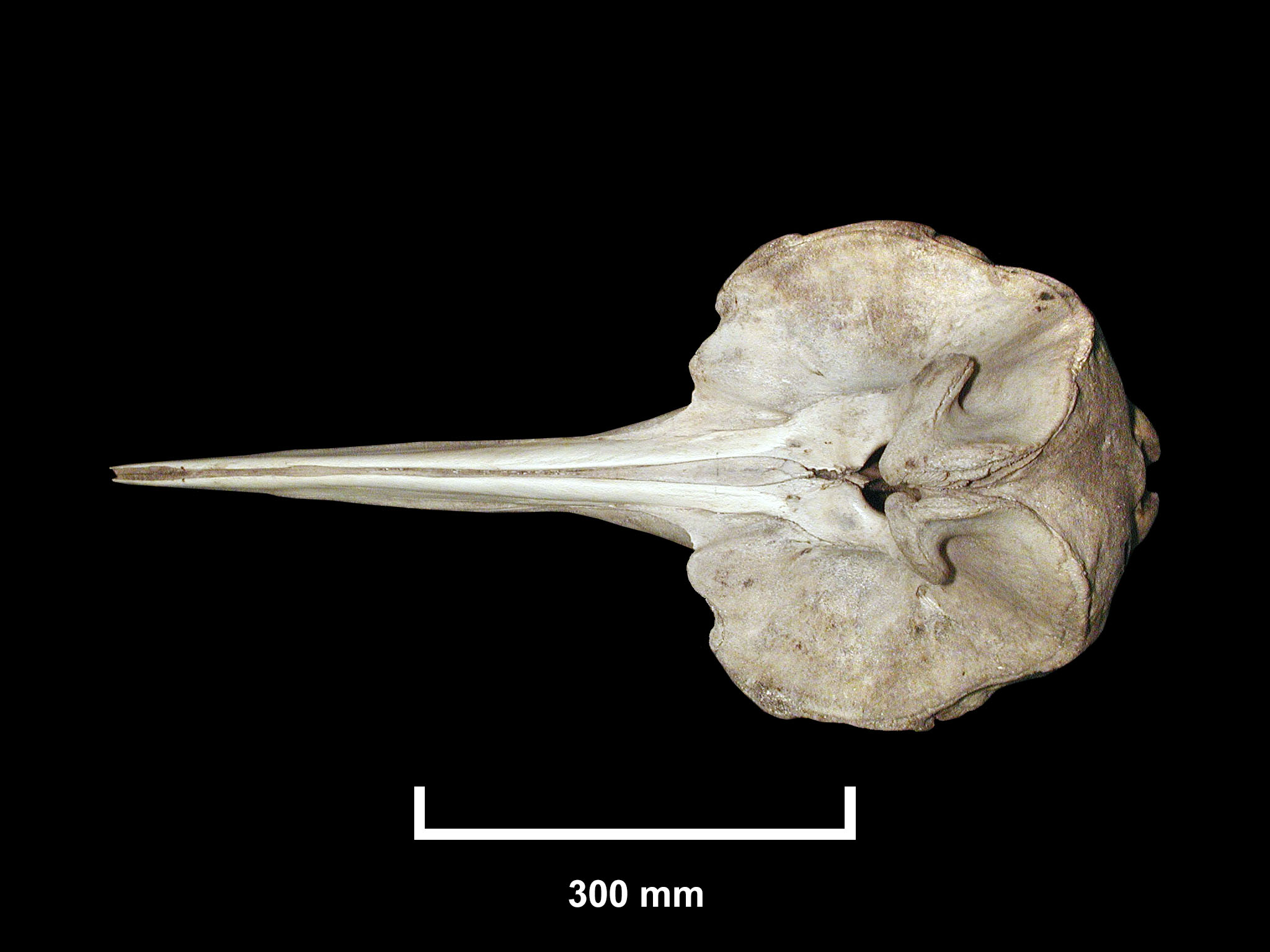 Mesoplodon densirostris image