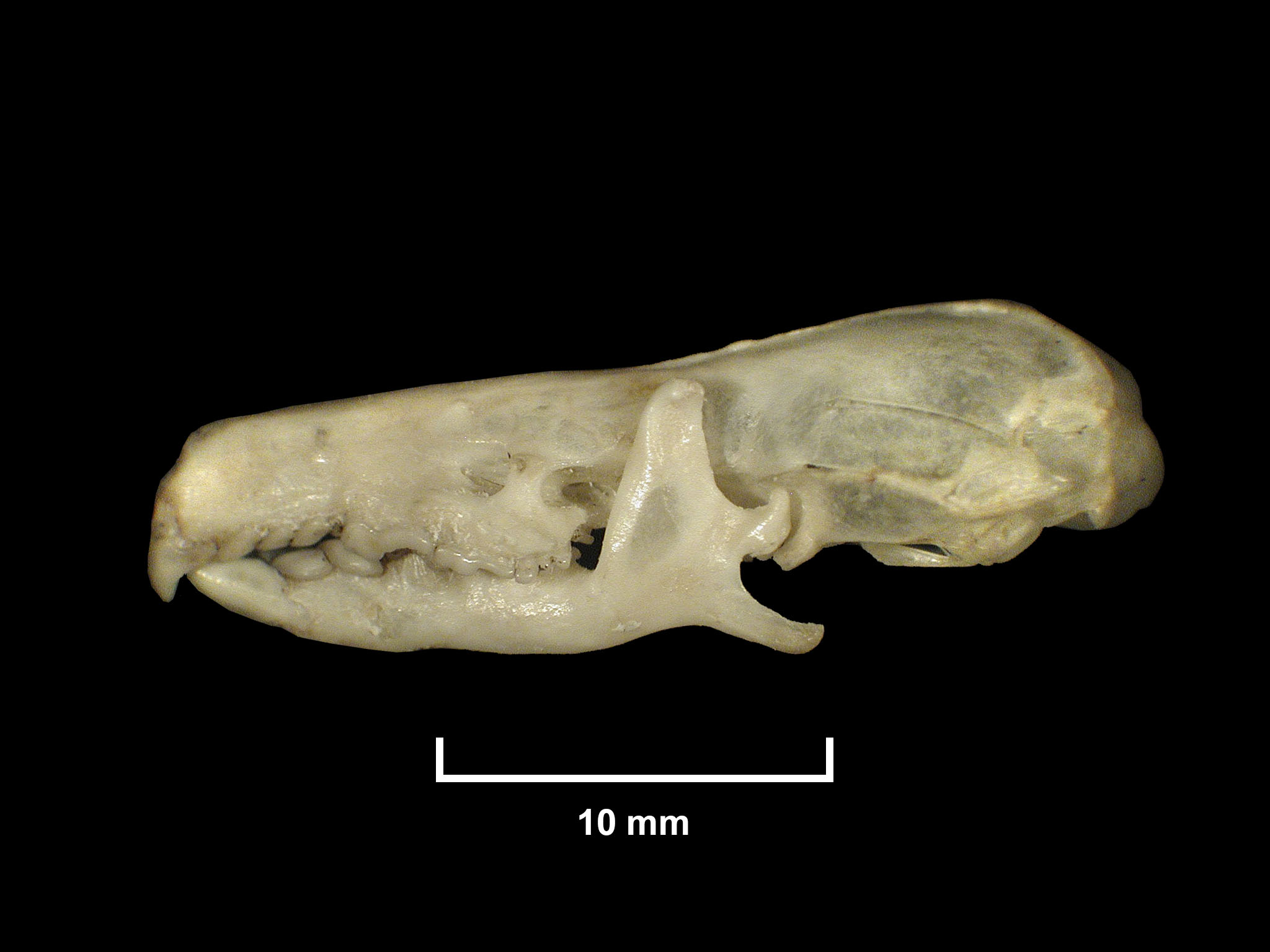 Ruwenzorisorex suncoides (Osgood, 1936)