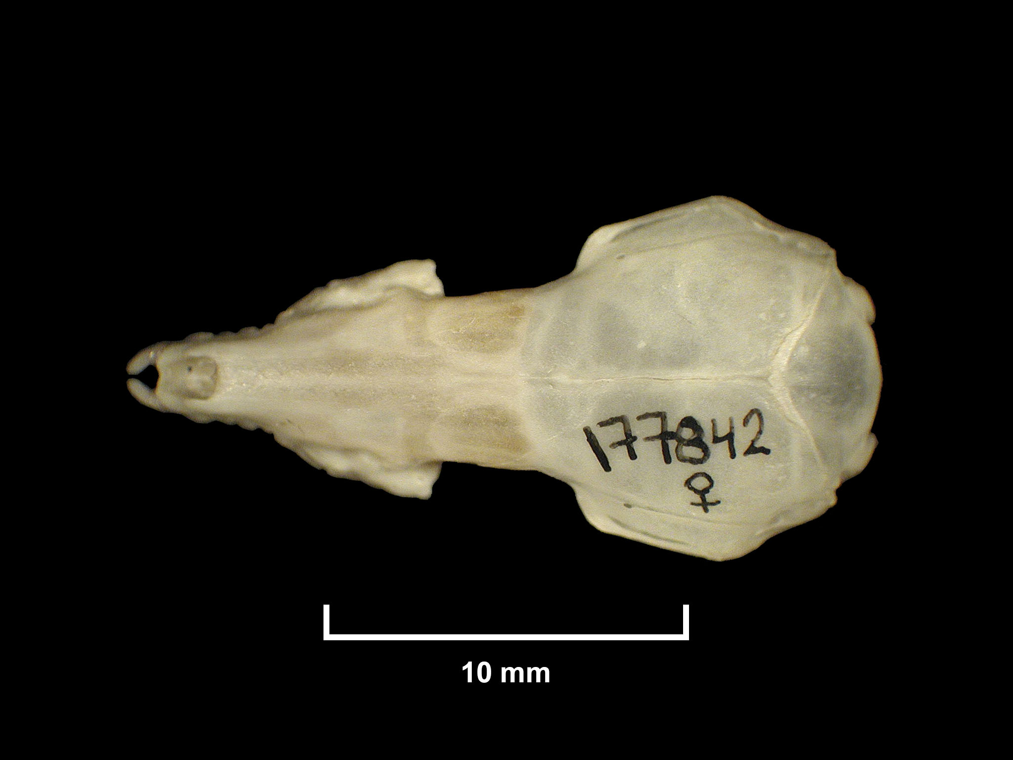 Sylvisorex lunaris Thomas, 1906