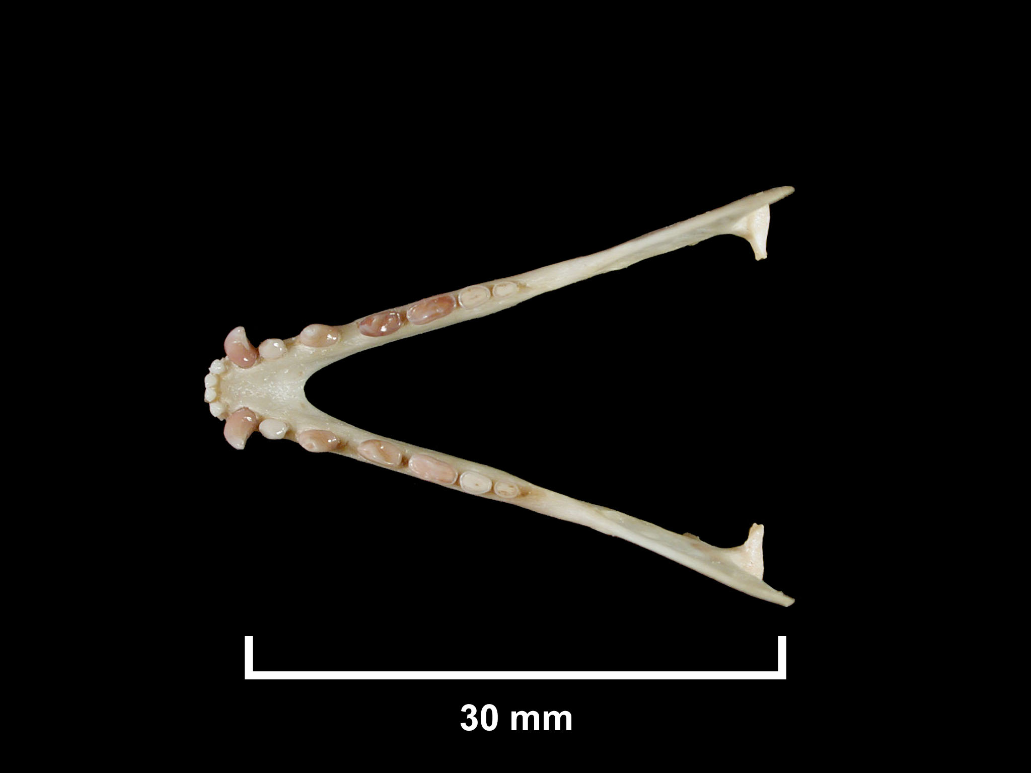 Rousettus lanosus thumbnail