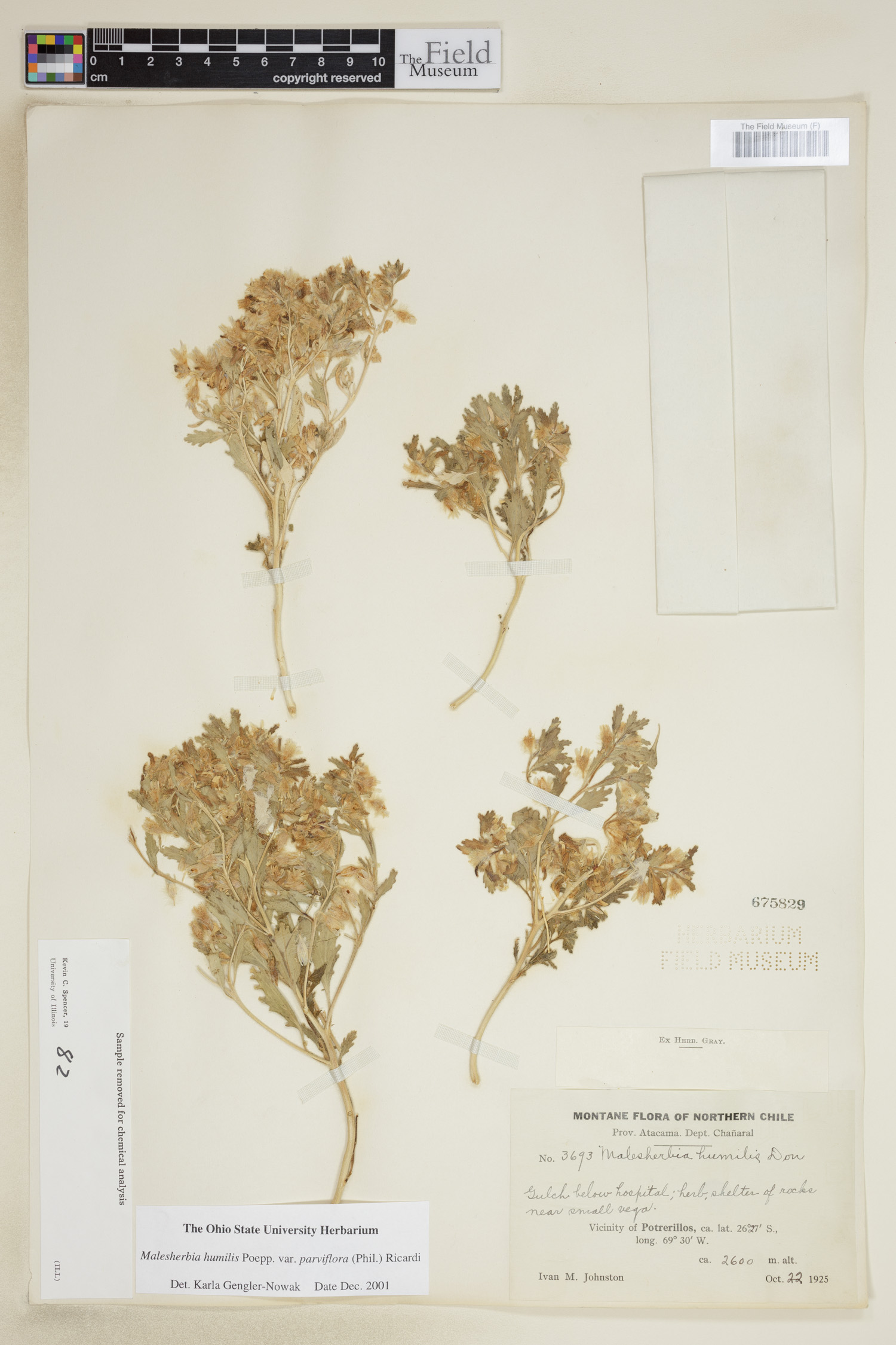 Malesherbia humilis var. parviflora image