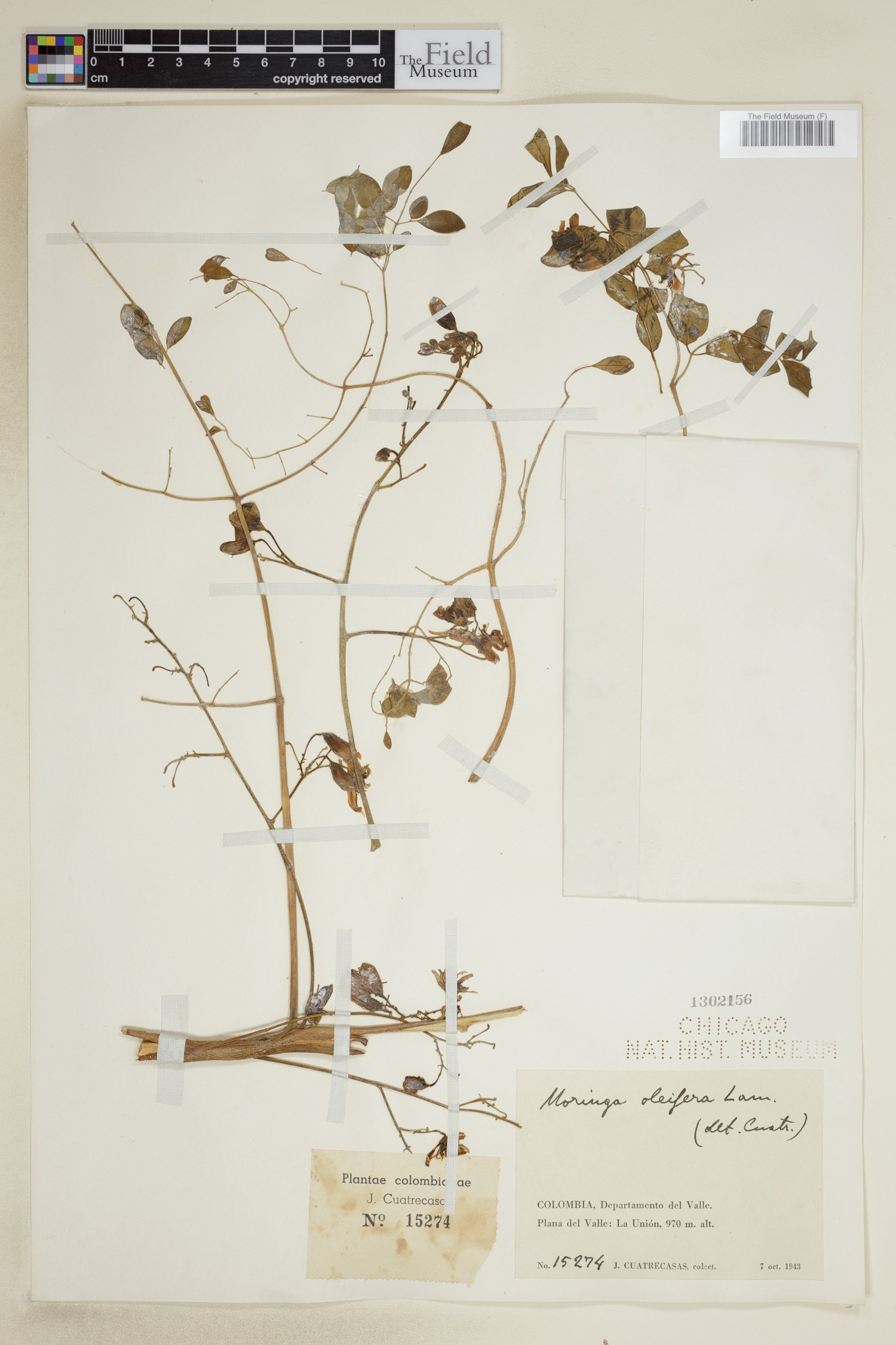 Moringaceae image