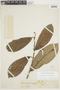 Annona quinduensis image