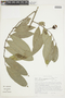 Annona quinduensis image