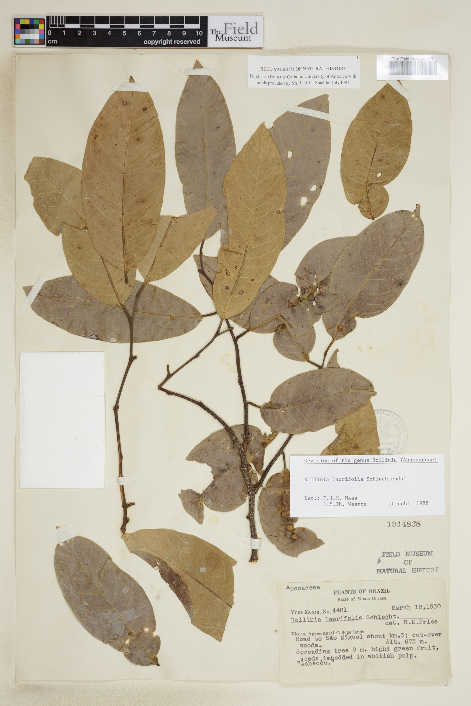 Annona dolabripetala image