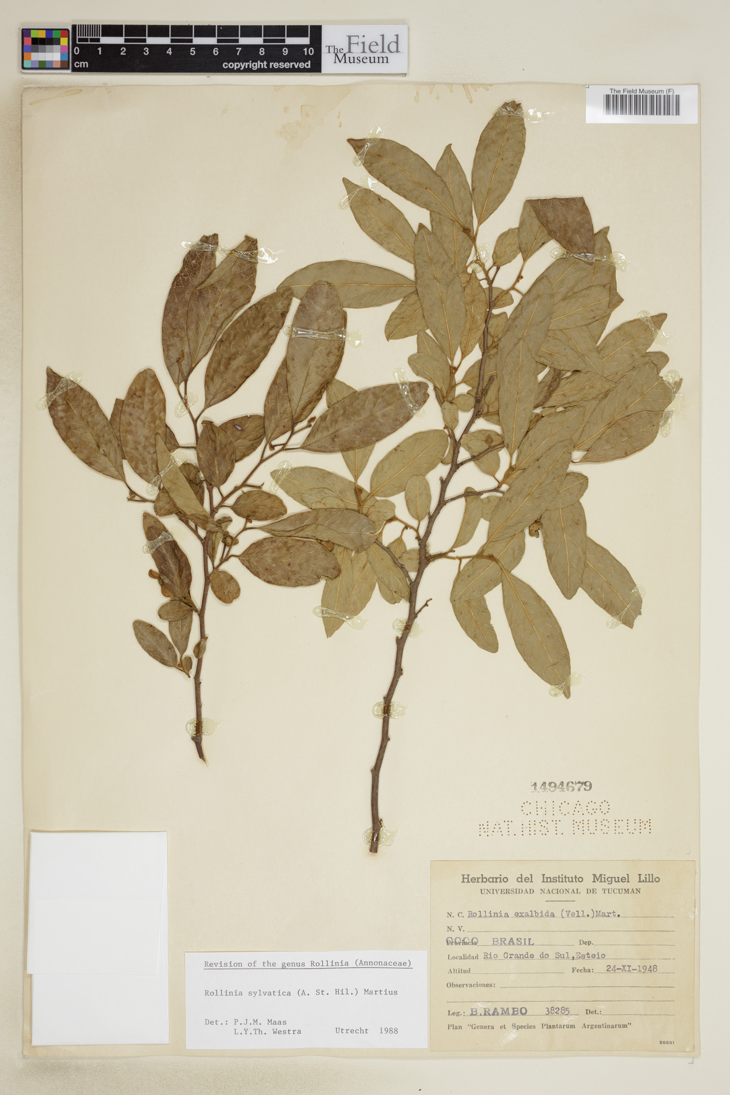 Annona sylvatica image