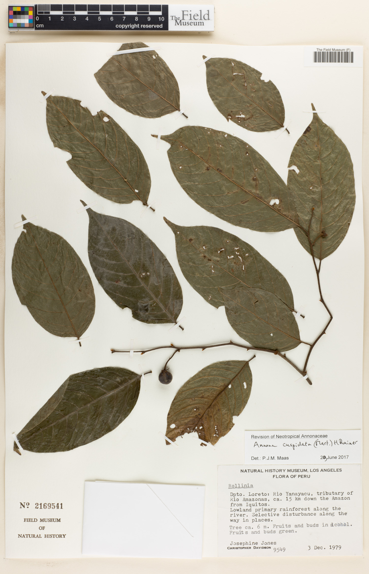 Annona cuspidata image