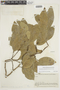 Ruizodendron ovale image
