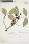 Ruizodendron ovale image