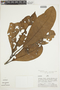 Tetrameranthus pachycarpus image