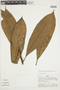 Tetrameranthus pachycarpus image