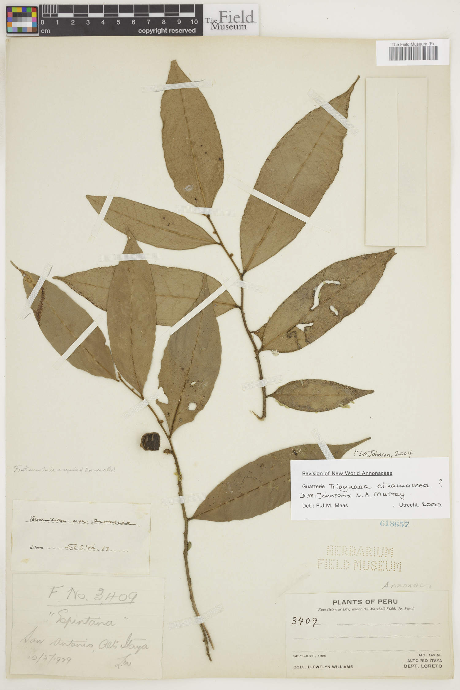 Trigynaea cinnamomea image