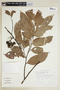 Unonopsis floribunda image