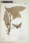 Unonopsis floribunda image