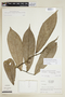 Unonopsis veneficiorum image