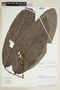 Klarobelia napoensis image