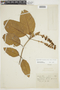 Acmanthera latifolia image