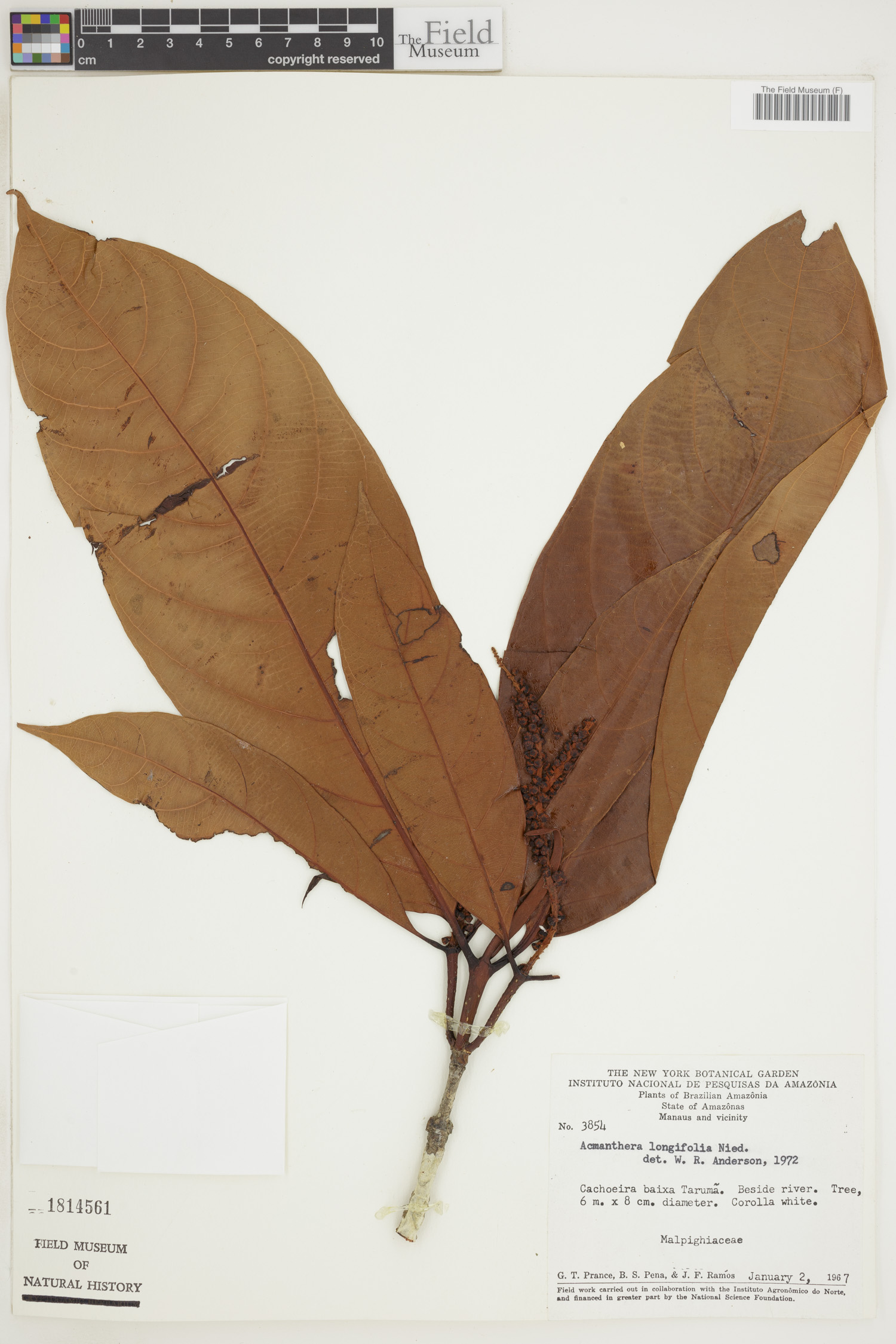 Acmanthera longifolia image
