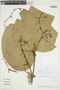 Adelphia macrophylla image