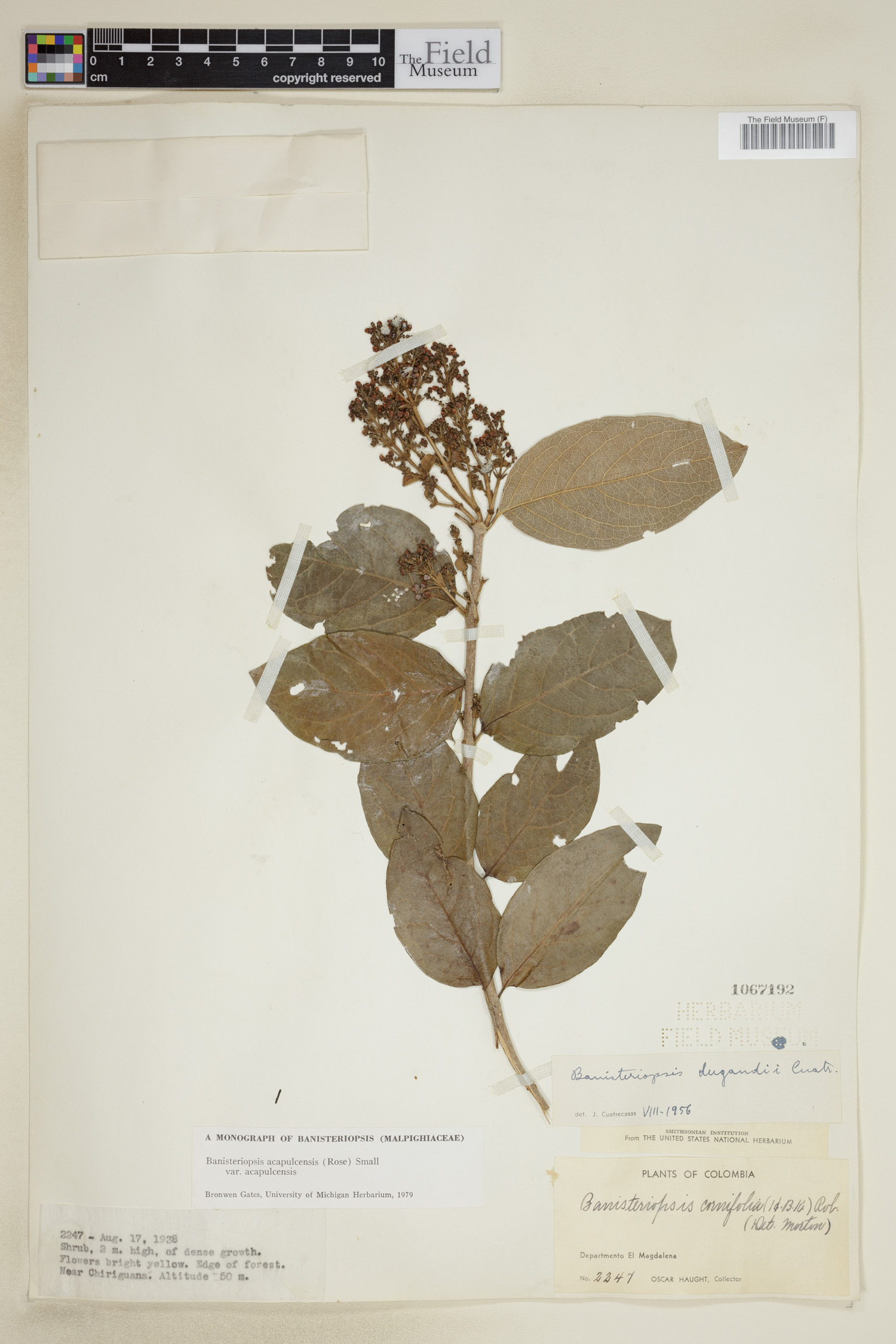 Banisteriopsis acapulcensis var. acapulcensis image