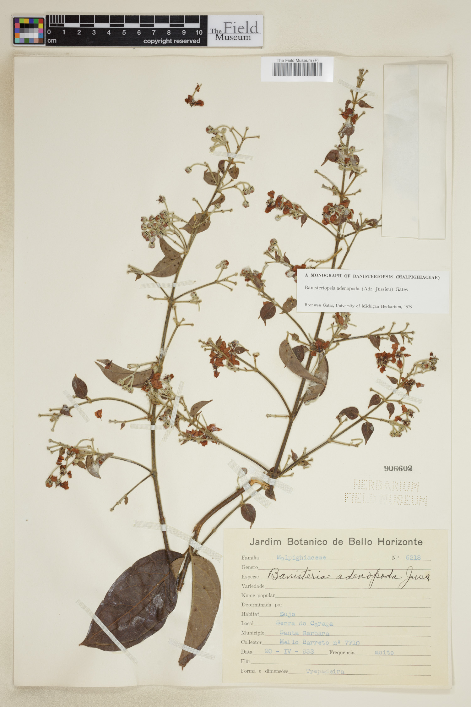 Banisteriopsis adenopoda image