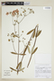 Banisteriopsis angustifolia image
