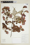 Banisteriopsis argyrophylla image