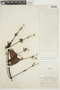 Banisteriopsis caduciflora image