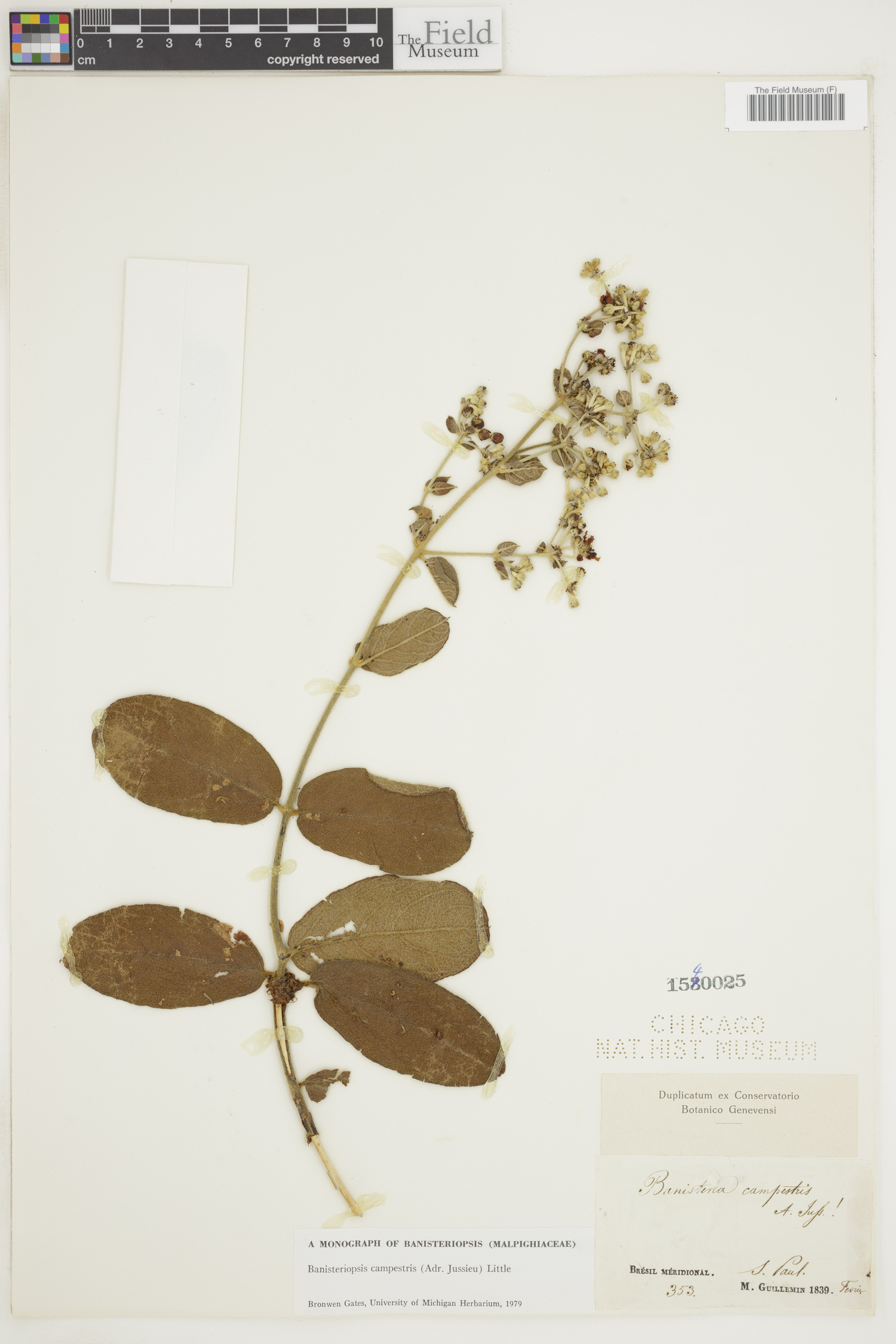Banisteriopsis campestris image