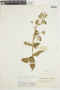 Banisteriopsis campestris image